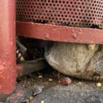 Vecinos de Puerto Vallarta reportan deterioro de contenedores de basura en áreas públicas