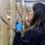 Veto a la importación de cerdos españoles a México debido a la peste porcina africana