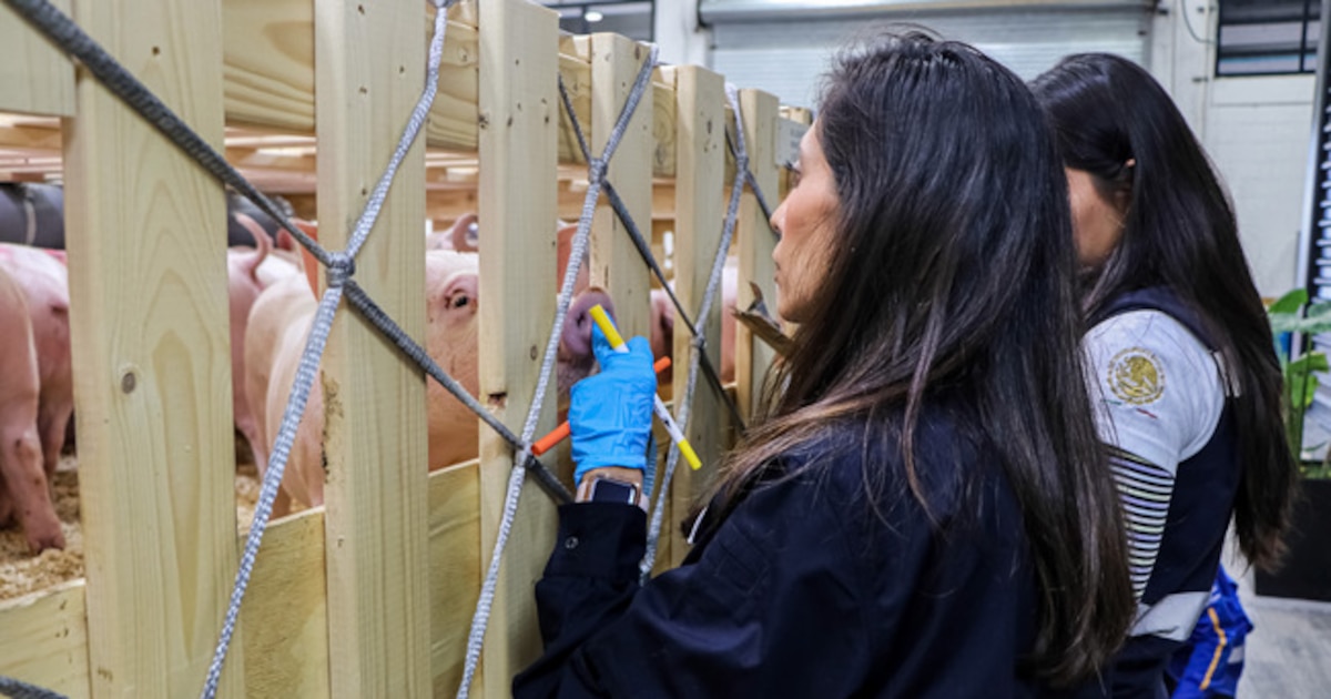 Veto a la importación de cerdos españoles a México debido a la peste porcina africana