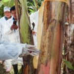 Alerta fitosanitaria 2025: Agricultura inspecciona 660 mil plantas de plátano y detecta 16 mil productos riesgosos