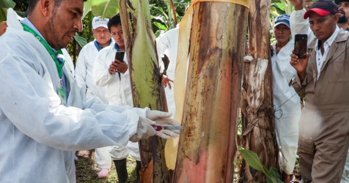 Alerta fitosanitaria 2025: Agricultura inspecciona 660 mil plantas de plátano y detecta 16 mil productos riesgosos