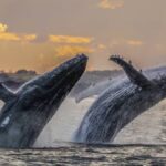 Ballenas prefieren las costas de México como santuario seguro en invierno