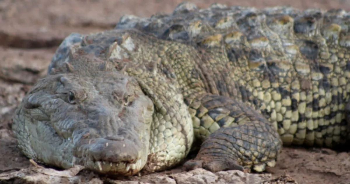 Biólgo destaca que la presencia de cocodrilos en Sinaloa refleja ecosistemas saludables, no sobrepoblación