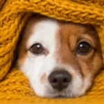 Cómo proteger a tu mascota del frío en México: consejos esenciales para esta temporada de invierno