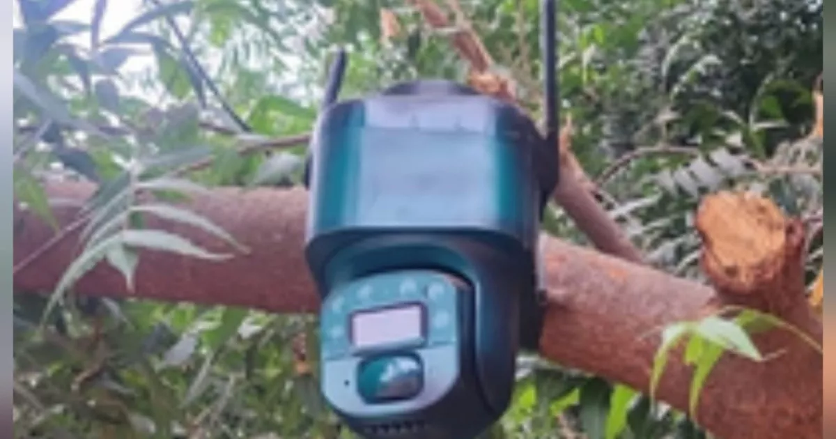 Descubren cámara con panel solar instalada en un árbol en El Bledal, Navolato