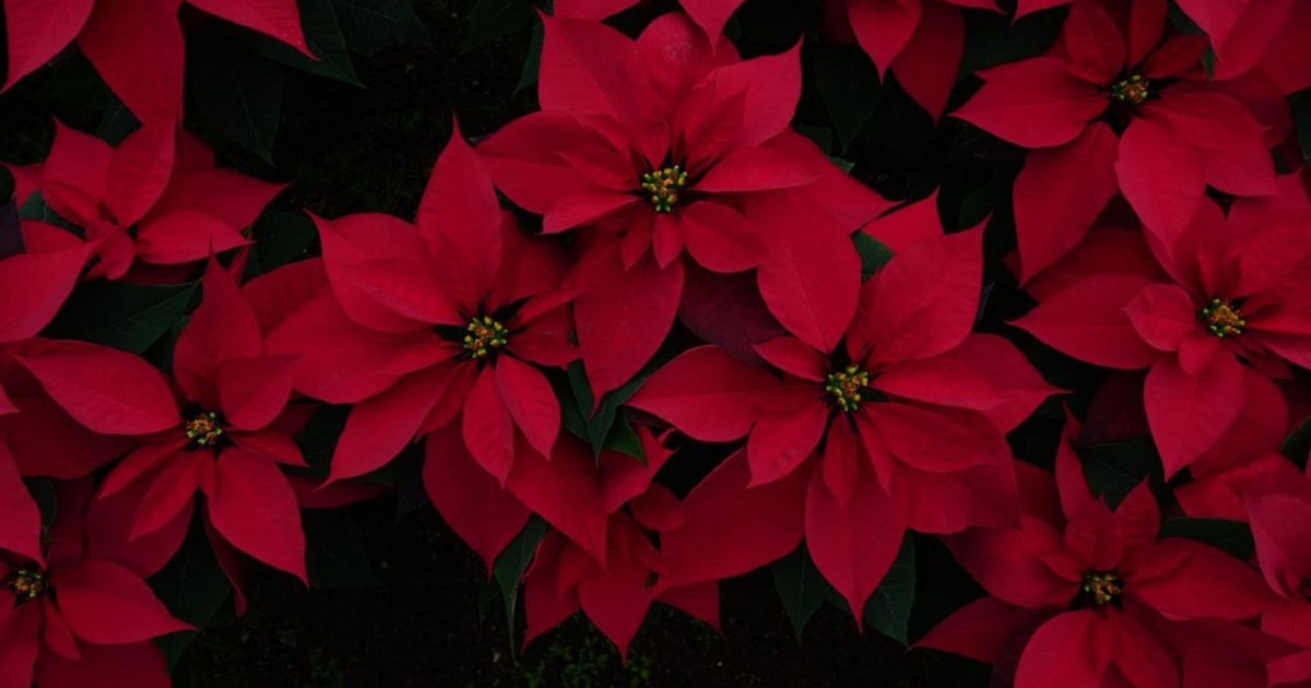 Dónde comprar Nochebuenas en la CDMX esta Navidad