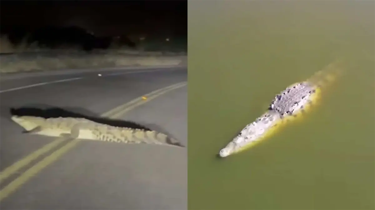 El cocodrilo de la laguna de Guasave: una joya turística