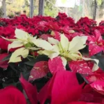 El fascinante viaje de la nochebuena: desde los aztecas hasta la Navidad en Sinaloa