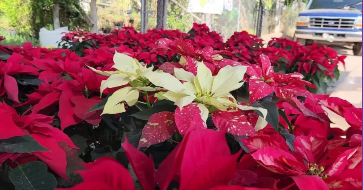 El fascinante viaje de la nochebuena: desde los aztecas hasta la Navidad en Sinaloa