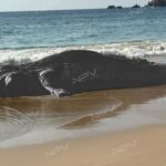 Encuentran ballena sin vida en la costa de Playa Mezcales, Pérula