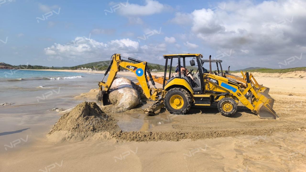 Entierran a ballena encontrada muerta en la playa de Pérula