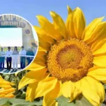 Guía completa sobre el horario y precio para visitar el Campo de Girasoles en Mocorito
