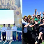 Inauguran el Campo de Girasoles en Mocorito con un brillo deslumbrante