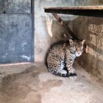 Jaguar rescatado durante operativo en Edomex; trasladado por autoridades federales a centro de cuidado especializado