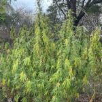 La FGR elimina cultivo con cerca de dos mil plantas de marihuana en Mascota sin arrestos