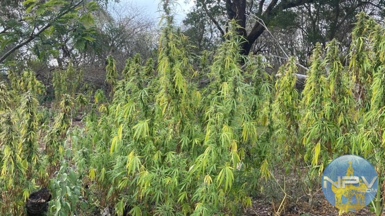 La FGR elimina cultivo con cerca de dos mil plantas de marihuana en Mascota sin arrestos