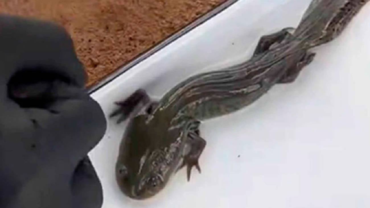 La UNAM confirma en México al ajolote del Altiplano tras 15 años sin registros