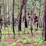 La guerra del cartel de Sinaloa coincide con daños récord por incendios forestales. No es casualidad