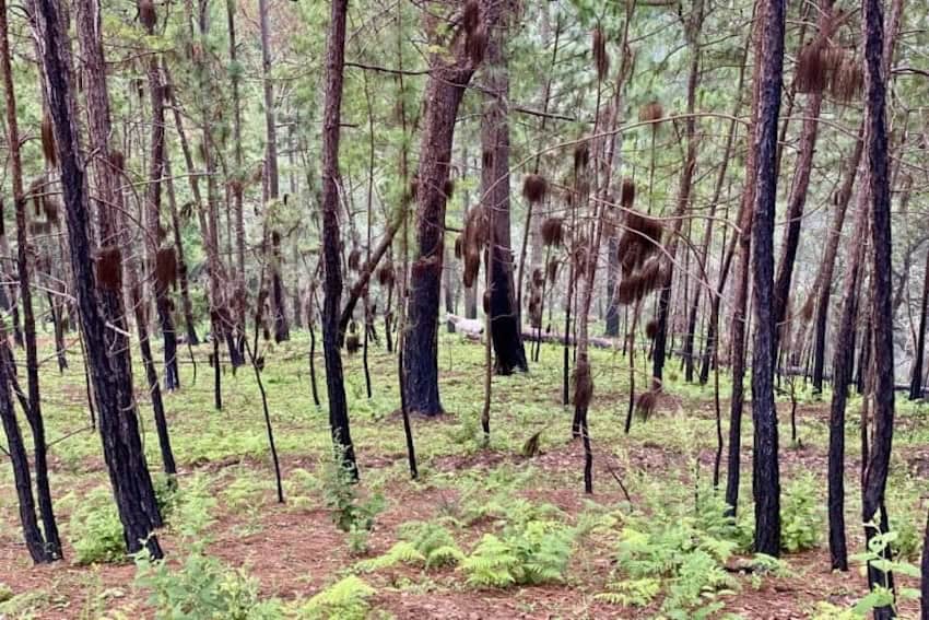La guerra del cartel de Sinaloa coincide con daños récord por incendios forestales. No es casualidad