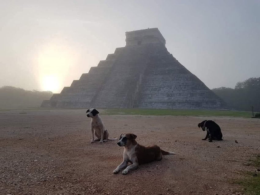 Los momentos mágicos de México en 2025: Águilas místicas, cachorros observando las estrellas y una abuela asesina