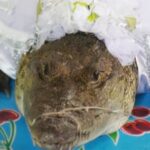 Los momentos más mágicos de 'México mágico' en 2025: Jaguares recuperándose, novias caimán y terror tabloide