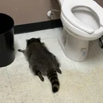 Mapache ebrio entra a licorería en México y se desmaya en el baño