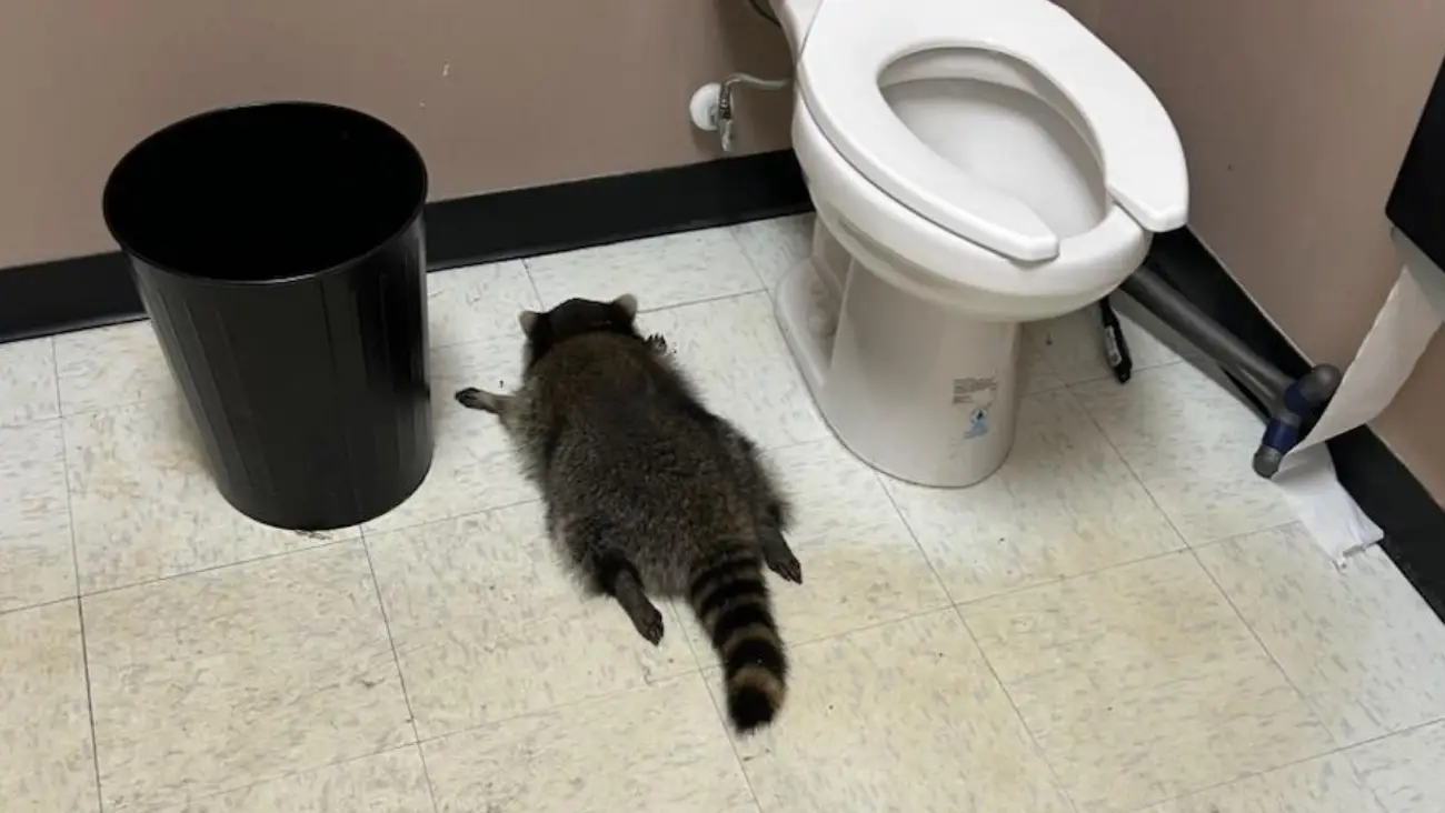 Mapache ebrio entra a licorería en México y se desmaya en el baño