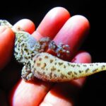Nueva especie de gecko se une al tesoro de descubrimientos recientes en el Valle de Tehuacán