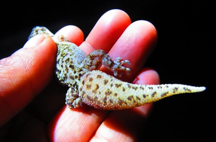 Nueva especie de gecko se une al tesoro de descubrimientos recientes en el Valle de Tehuacán