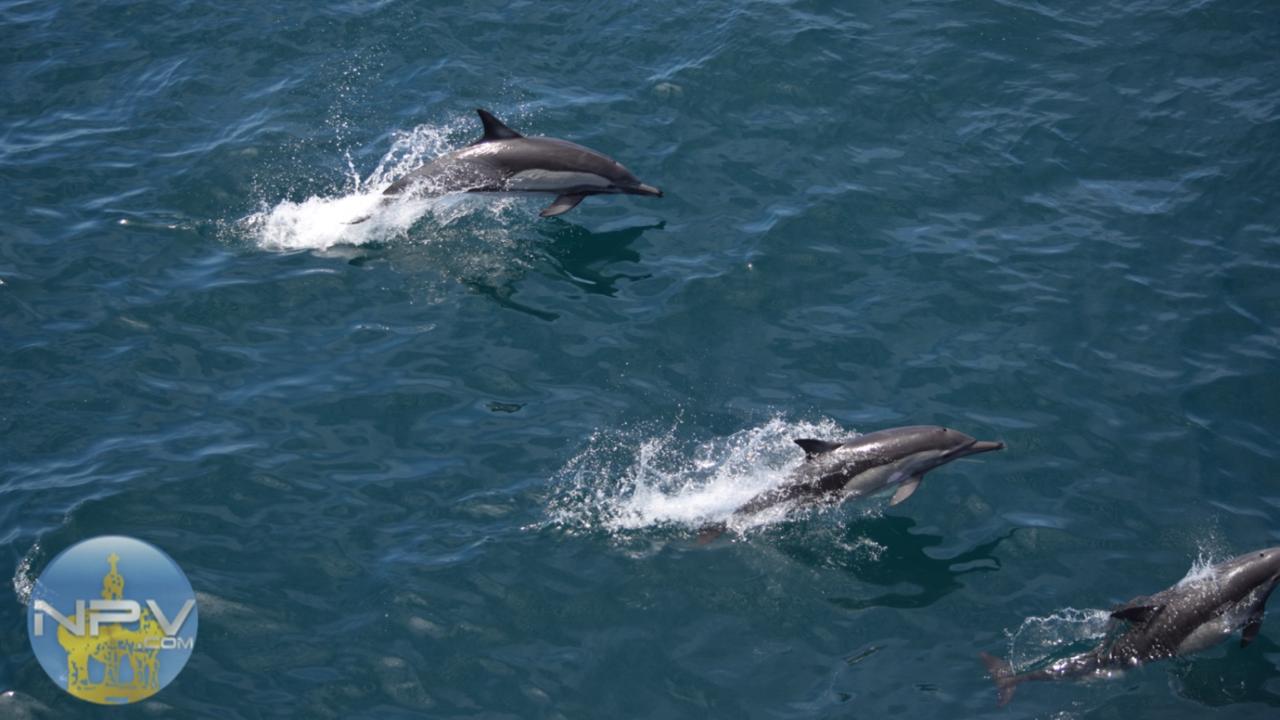 Nuevo Plan Oceánico Sostenible de México impulsará el desarrollo de Puerto Vallarta y Bahía de Banderas