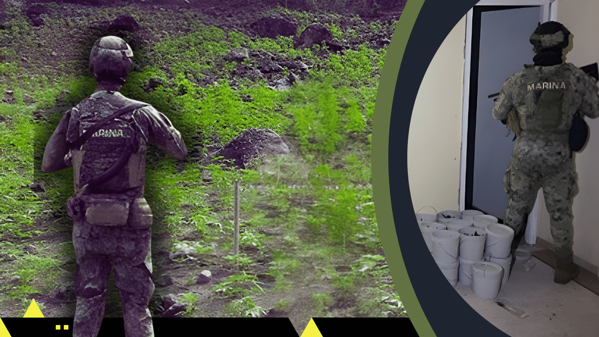 Operativo de Semar termina con decomiso de 90,000 plantas de marihuana en Ixtlán del Río, Nayarit
