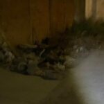 Problema persistente: acumulación de hojas en las aceras de Puerto Vallarta