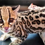 Rescatan a tigrillo en grave estado dentro de una casa en la Ciudad de México