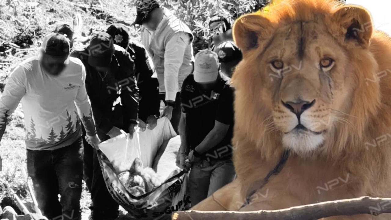 Rescate de PROFEPA: León rescatado en Ixtlán del Río