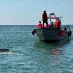 Rescate de tortuga Laúd herida moviliza a la Marina en Playa de Oro