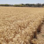 SADER agilizará los pagos a productores de trigo en Sinaloa en un plazo de 10 días