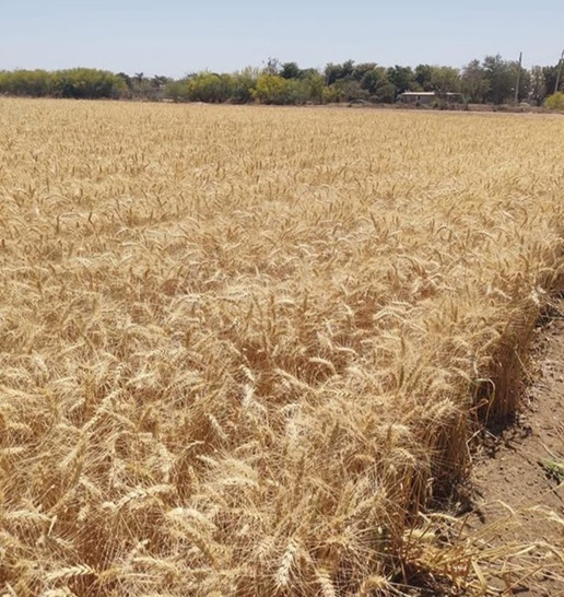 SADER agilizará los pagos a productores de trigo en Sinaloa en un plazo de 10 días