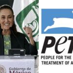 Sheinbaum nombrada la persona del año de PETA Latino por su agenda de bienestar animal