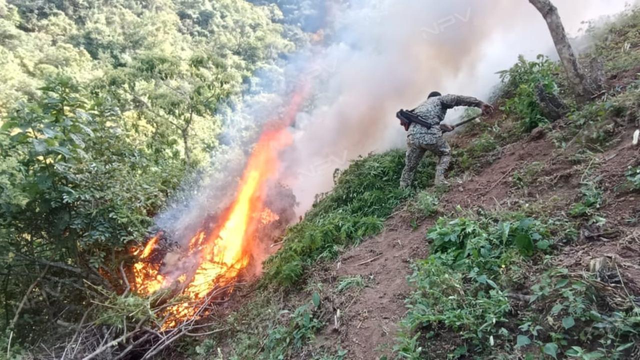 Soldados encuentran y eliminan 17 cultivos de marihuana en Mascota