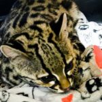 Tigrillo rescatado de hogar en Álvaro Obregón: asegurado y a salvo