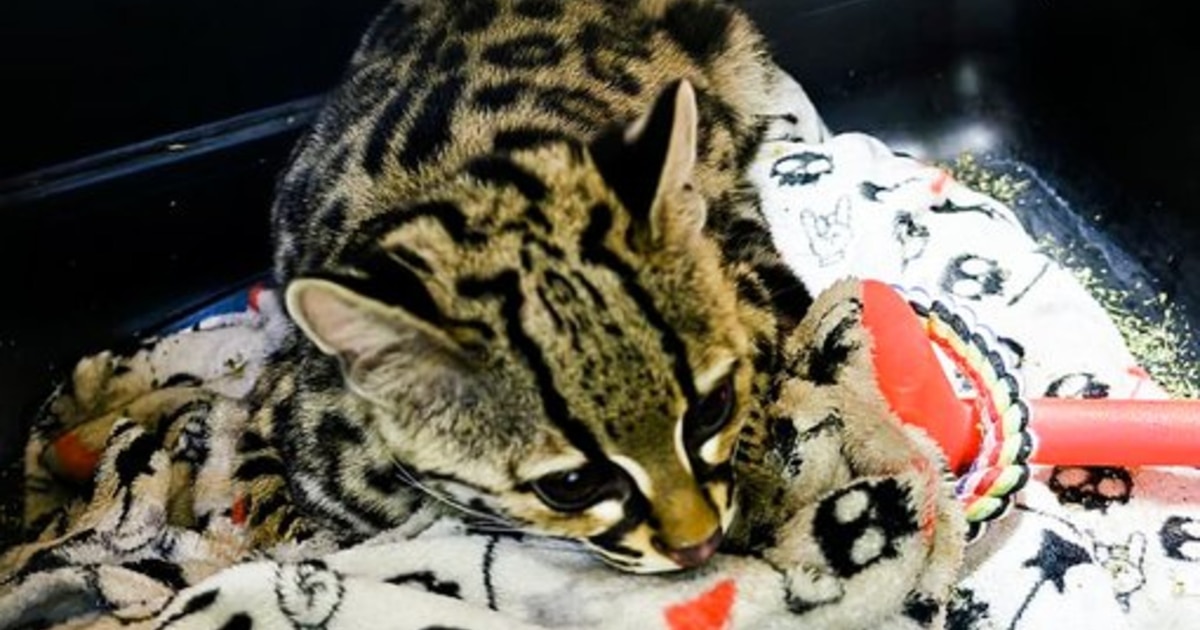 Tigrillo rescatado de hogar en Álvaro Obregón: asegurado y a salvo