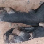 Tres perros en fundación de Culiacán envenenados con salchichas: se presentará denuncia