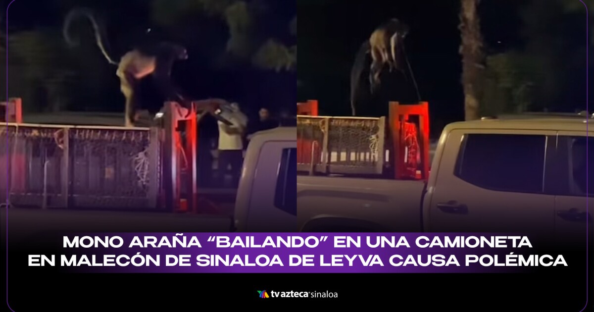 VIDEO| Debate en redes por mono araña "bailando" sobre camioneta en Sinaloa de Leyva