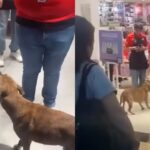 VIDEO: Perrito intenta “robar” peluche en tienda y clientes hacen ‘coperacha’ para comprárselo
VIDEO: Perrito intenta “robar” peluche en tienda y mexicanos hacen ‘colecta’ para comprárselo