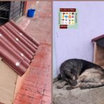 Vecinos de Zacatlán se unen para proteger a los perros callejeros del frío con refugios comunitarios