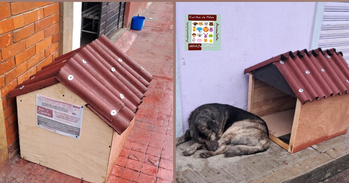 Vecinos de Zacatlán se unen para proteger a los perros callejeros del frío con refugios comunitarios