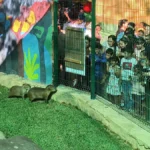 ¡Descubre a las adorables nuevas estrellas del Zoológico de Culiacán!