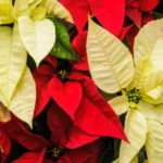 ¿Cómo cuidar tus poinsettias para que duren toda la temporada navideña en México?