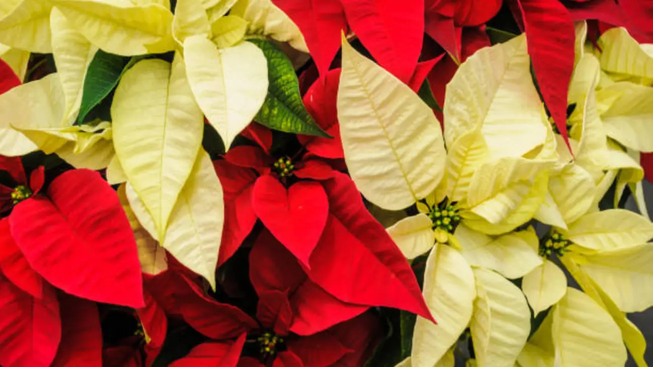 ¿Cómo cuidar tus poinsettias para que duren toda la temporada navideña en México?