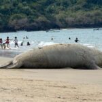 El elefante marino errante Panchito llega anualmente a México, esta vez en Nayarit
